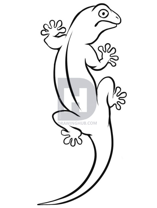 545x720 How To Draw A Gecko, Step - Gecko Drawing