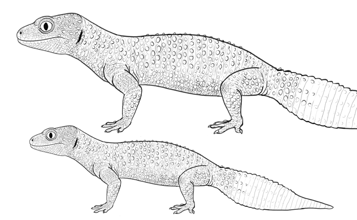 Геккон рисунок карандашом