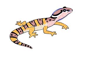 300x200 How To Draw A Leopard Gecko - Gecko Drawing
