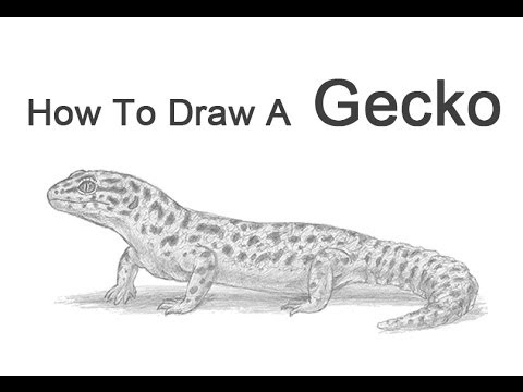 480x360 How To Draw A Leopard Gecko - Gecko Drawing