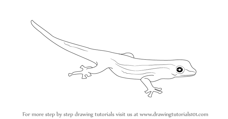 Gecko Drawing at PaintingValley.com | Explore collection of Gecko Drawing