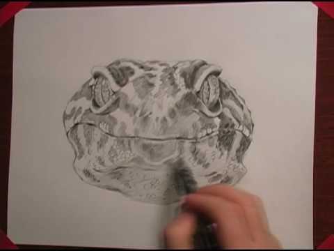 480x360 Leopard Gecko Drawing - Gecko Drawing