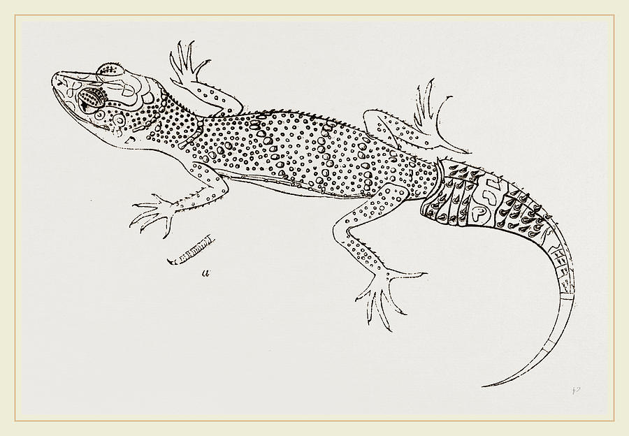 900x624 Miliuss Gecko Drawing - Gecko Drawing