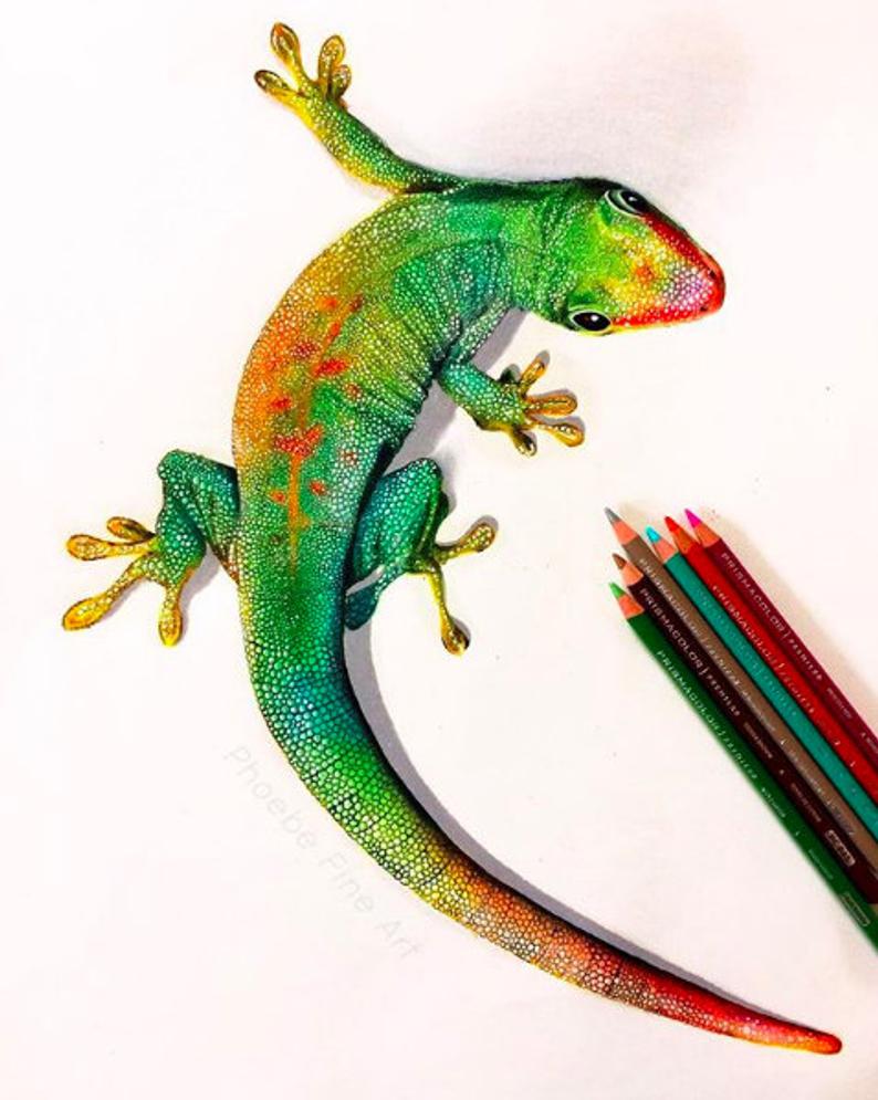 Gecko Drawing At PaintingValley Explore Collection Of Gecko Drawing
