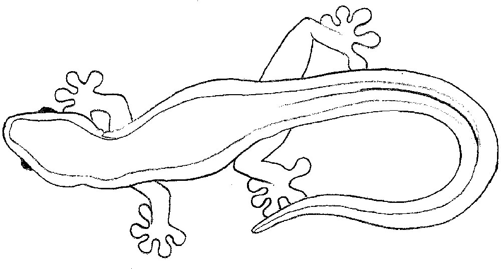 1000x537 Gecko - Gecko Drawing Template