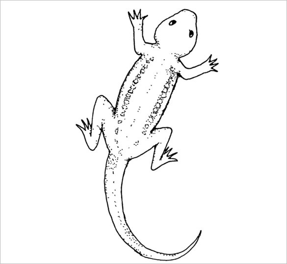 Gecko Drawing Template at PaintingValley.com | Explore collection of ...