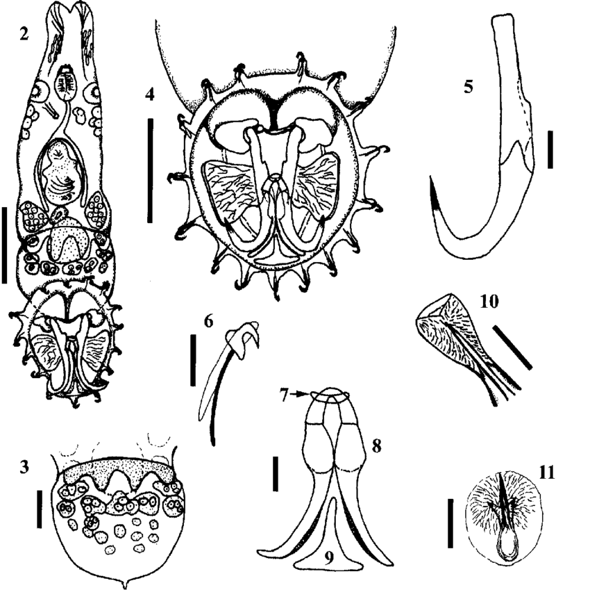 850x849 Mormyrogyrodactylus Gemini Sp N Microscope Projection Drawings - Gemini Drawings