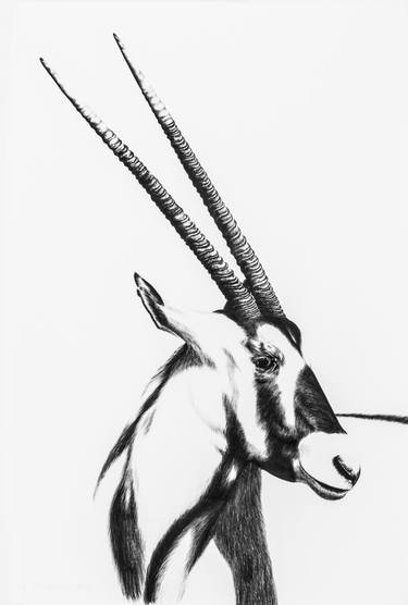 375x556 Gemsbok Drawings For Sale Saatchi Art - Gemsbok Drawing