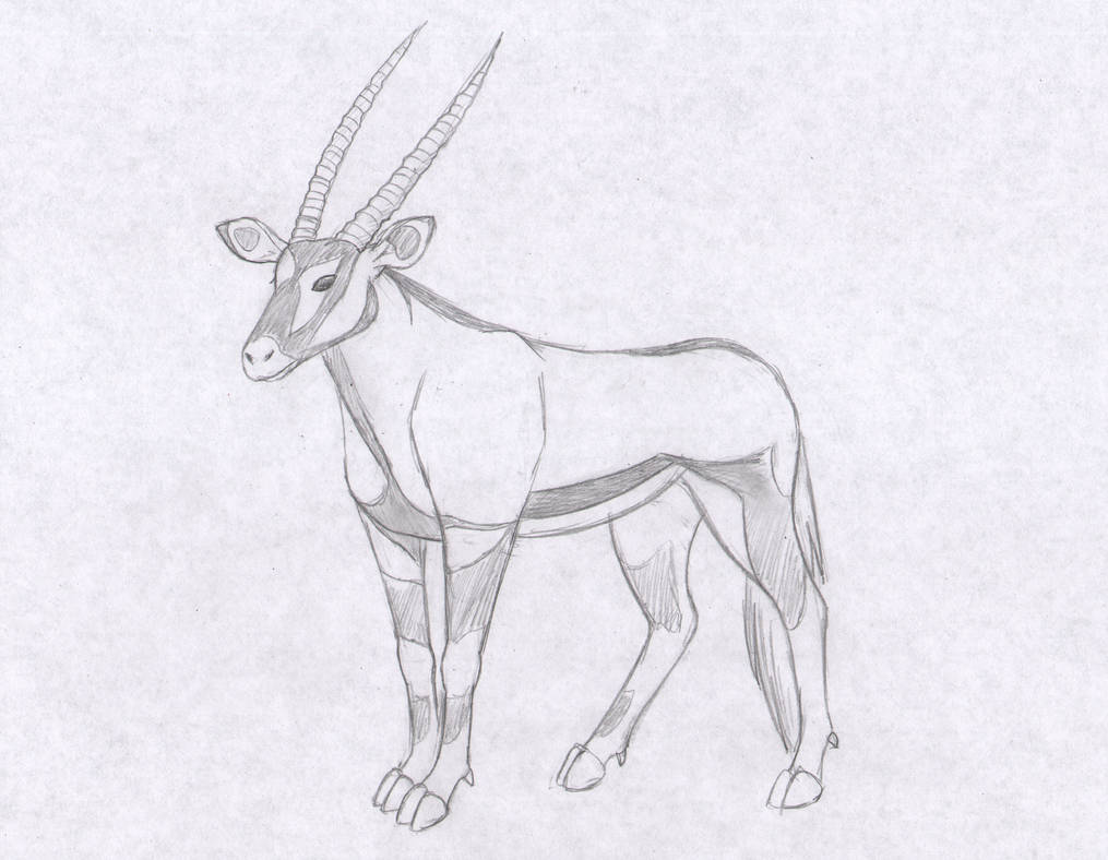 1015x788 Gemsbok Sketch - Gemsbok Drawing
