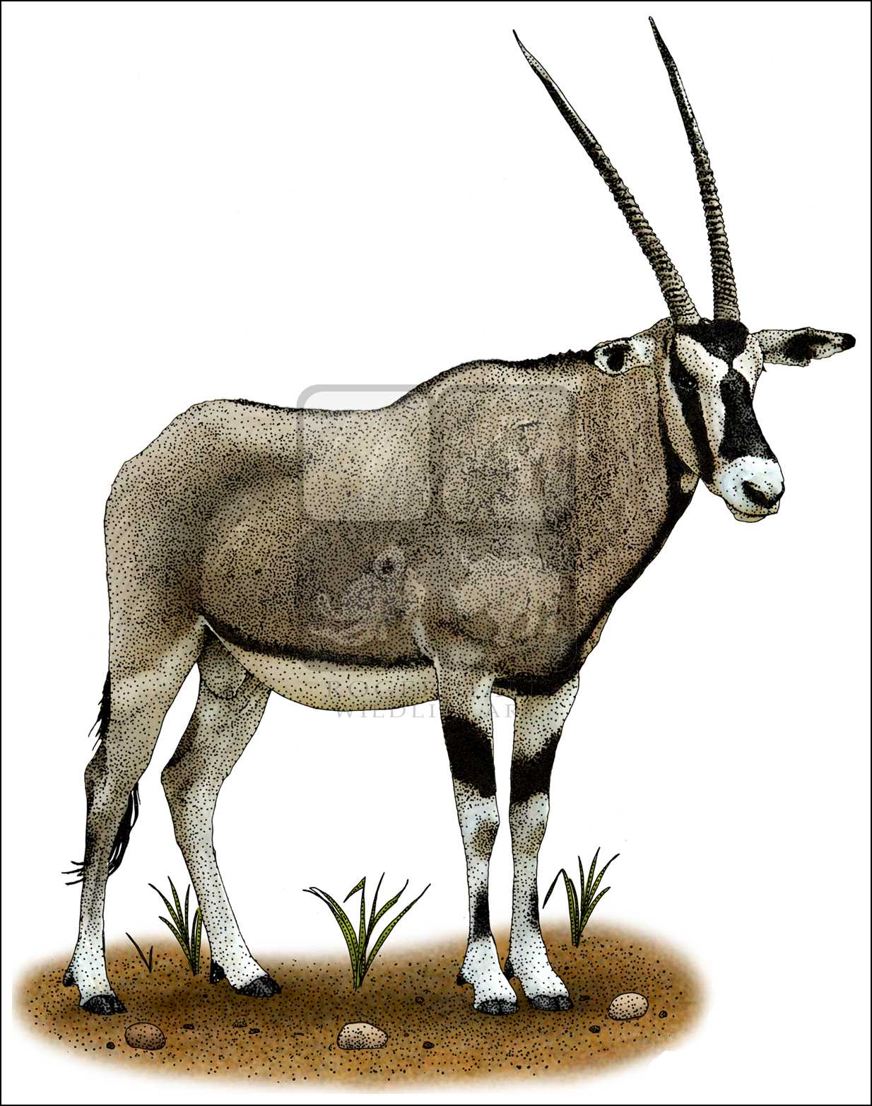 1234x1565 Gemsbok Stock Art Illustration - Gemsbok Drawing