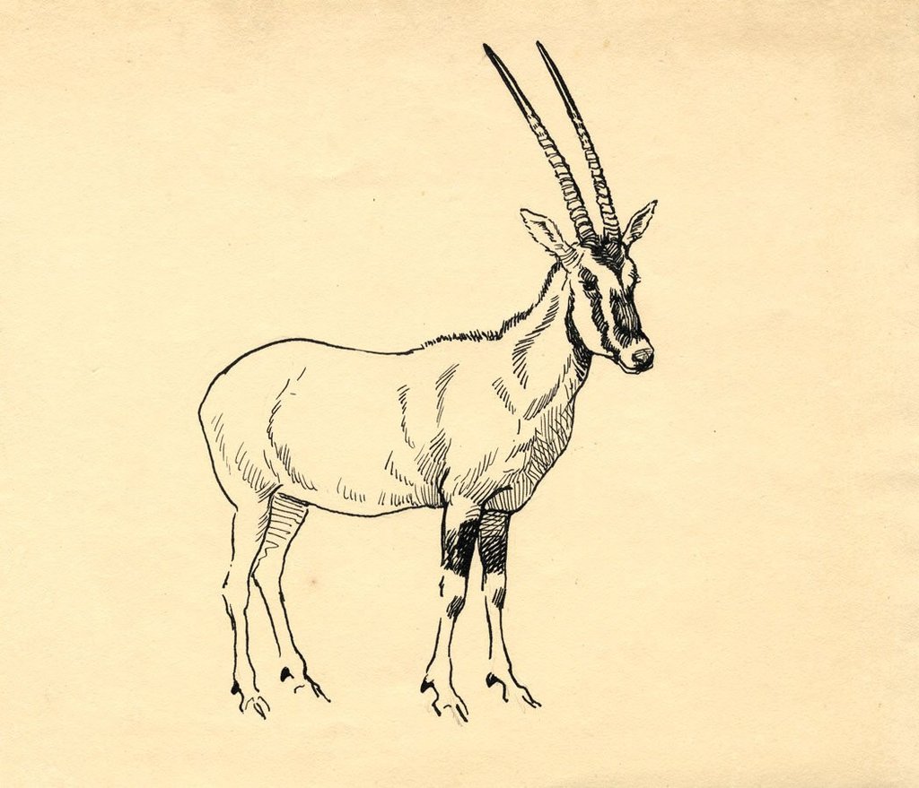 1024x879 John Murray Thomson Rsa, Gemsbok Deer - Gemsbok Drawing
