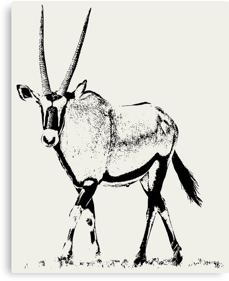 448x550 Male Gemsbok African Wildlife Canvas Prints - Gemsbok Drawing