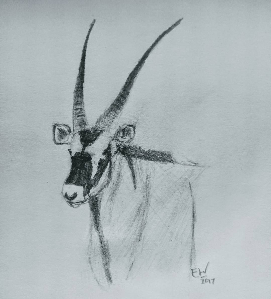 1080x1193 My Art In Drawings, Art, Sketches - Gemsbok Drawing