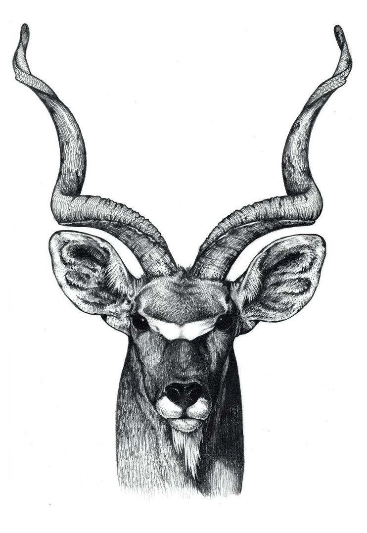 Gemsbok Drawing At Explore Collection Of Gemsbok