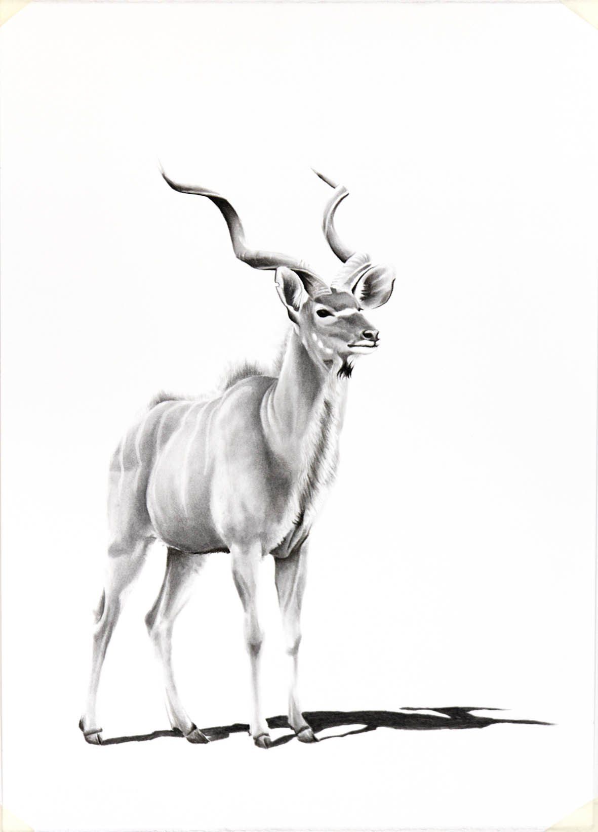1181x1645 Africa Drawings - Gemsbok Drawing
