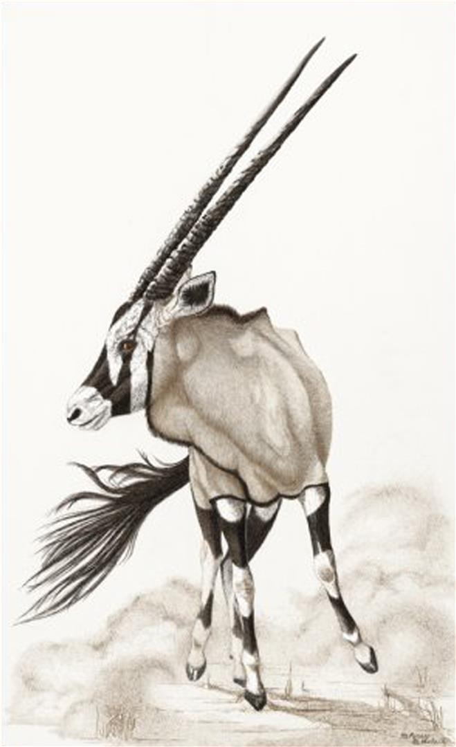 659x1080 Pivot Point - Gemsbok Drawing