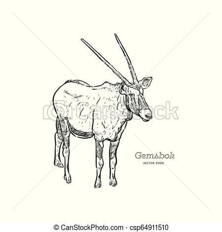450x470 Standing Gemsbok With Two Horns, Hand Draw Vector Portrait - Gemsbok Drawing