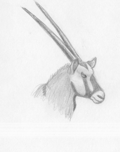 240x302 The Lion King Fan Art Archive Artwork - Gemsbok Drawing