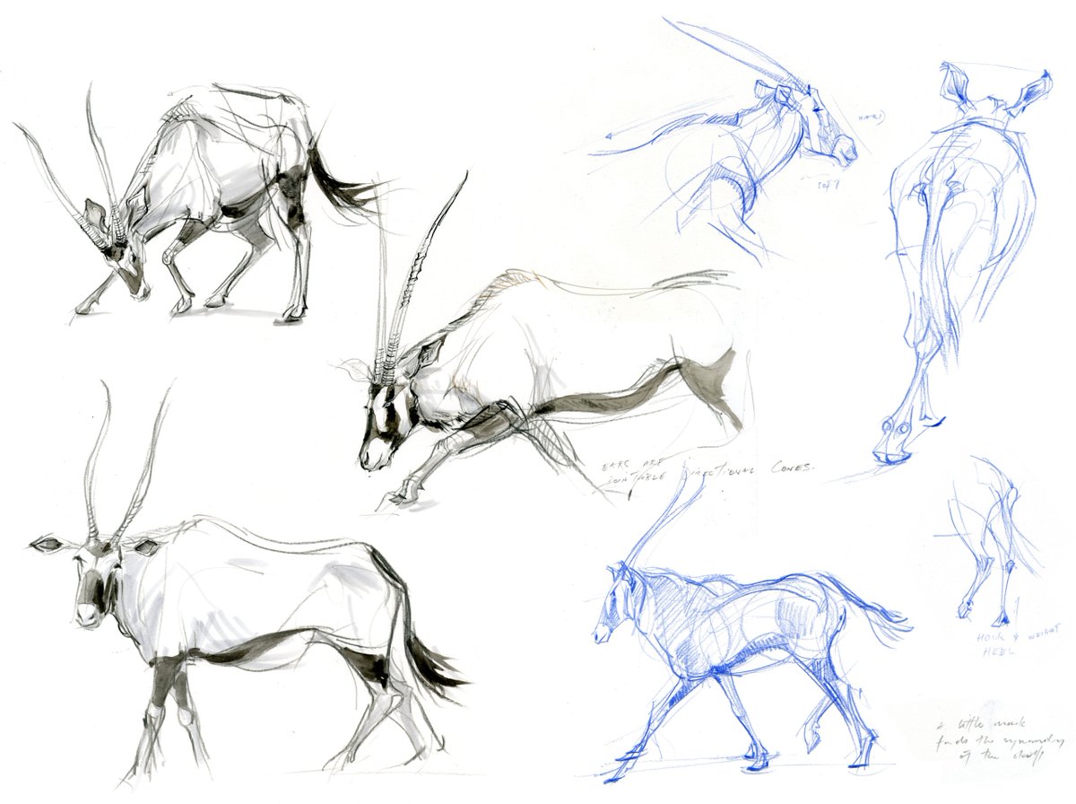 1200x896 Tim On Twitter Gemsbok Have Fantastic Shapes To Sketch! Please - Gemsbok Drawing