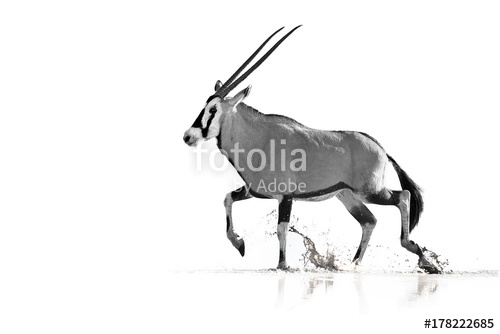 500x334 artistic, black and white photo of large antelope with spectacular - Gemsbok Drawing