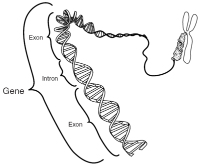 400x331 gene - Gene Drawing