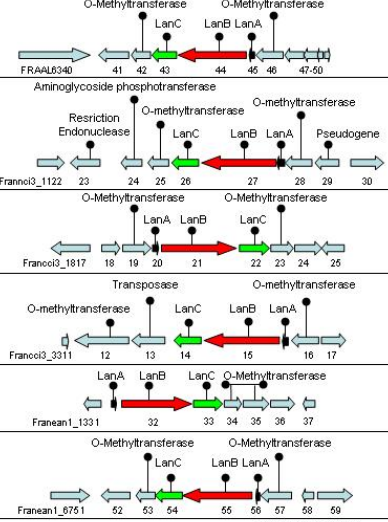 388x522 how to draw annoated gene clusters to size - Gene Drawing