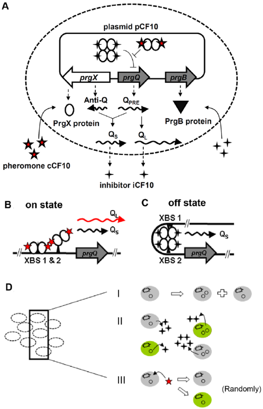 850x1321 schematic drawing of gene regulation and population balance model - Gene Drawing
