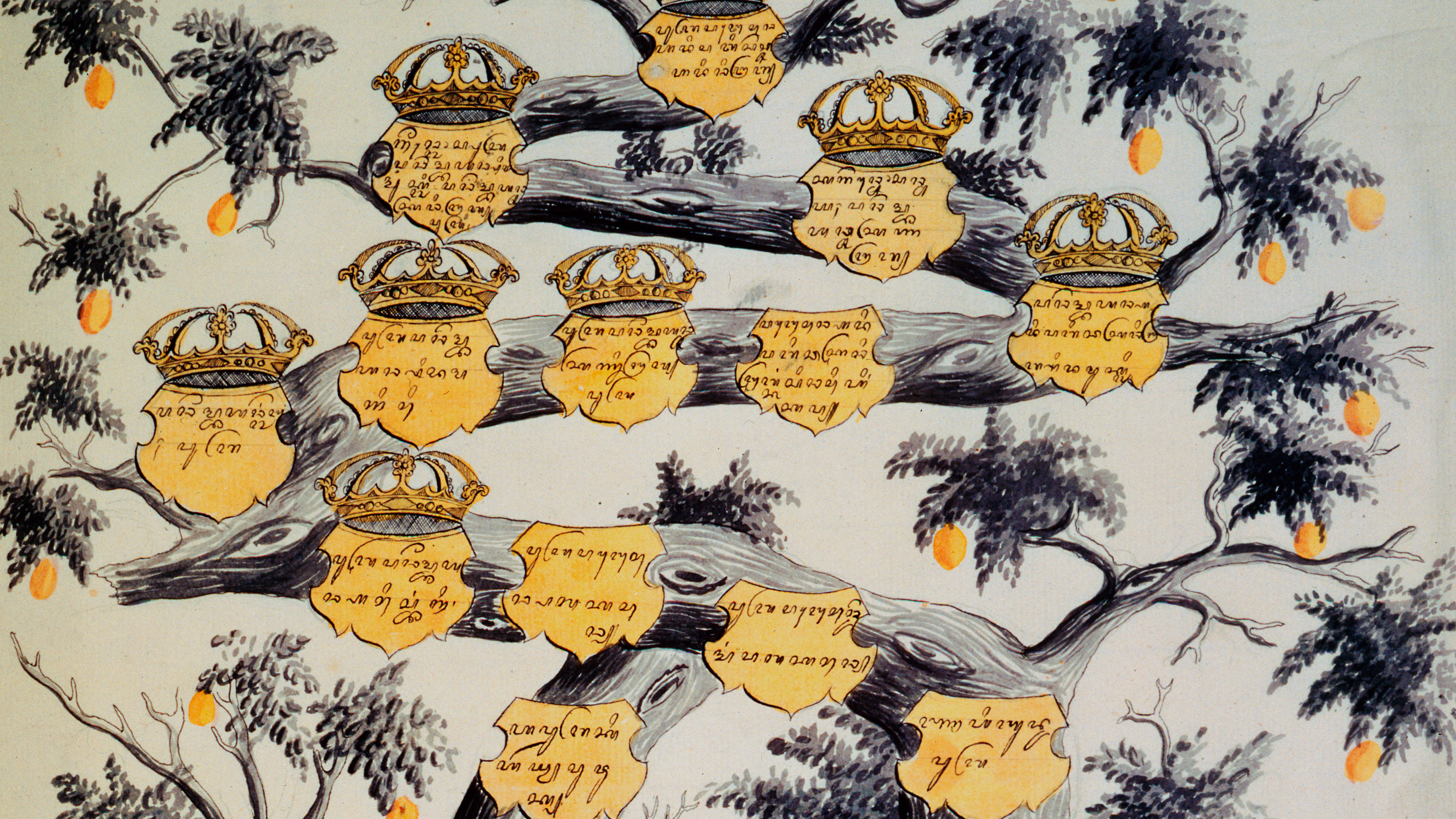 3556x2000 Genealogy In Focus - Genealogists Drawing