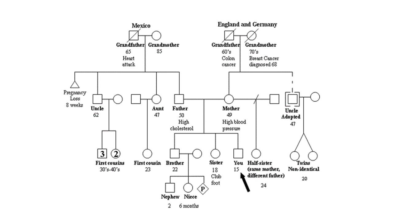 1280x720 Medical Genealogy - Genealogists Drawing
