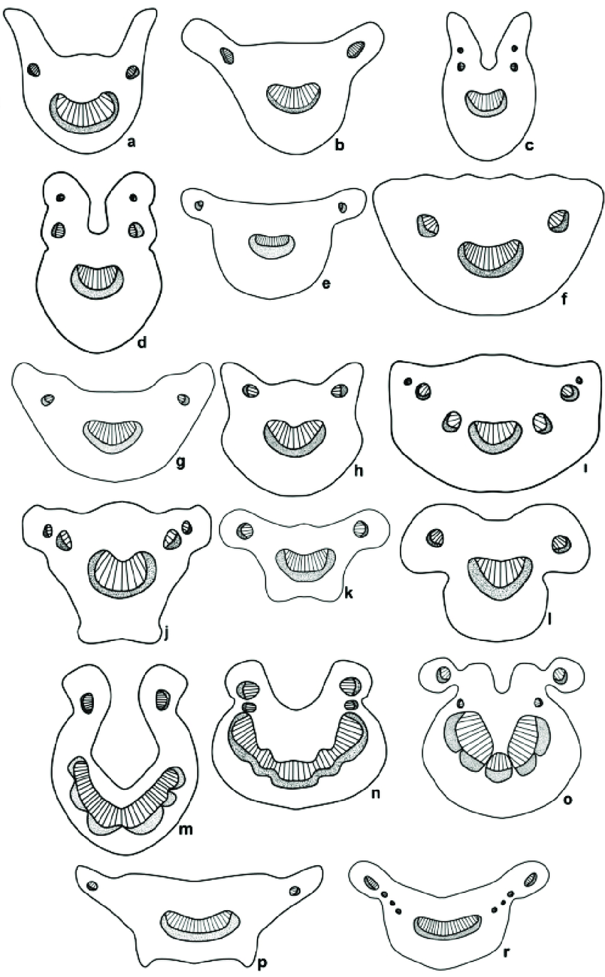 850x1372 general drawing of petiols and vascular bundles download - General Drawing