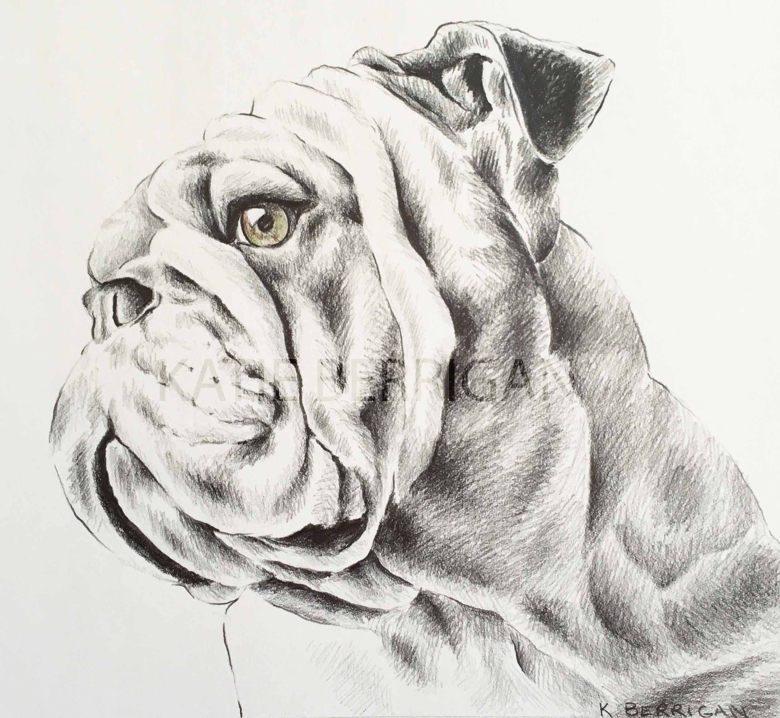 Bulldogs Drawings at Explore collection of