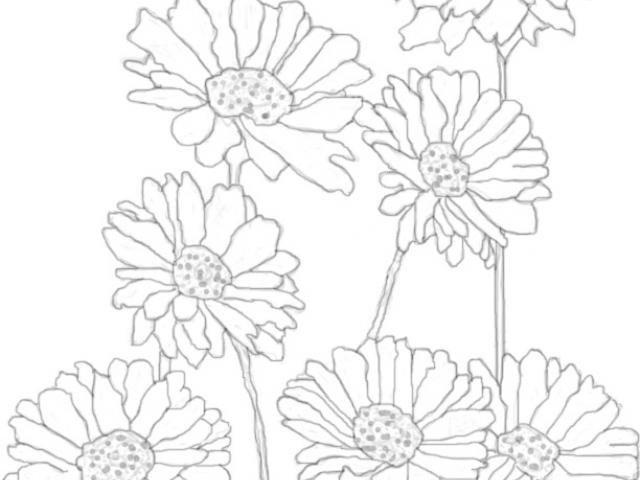 640x480 Gerber Daisy Drawing - Gerber Daisy Drawing