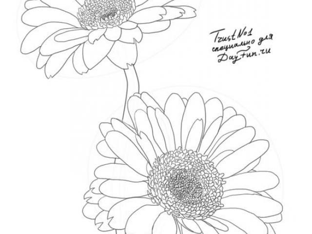 640x480 Gerber Daisy Drawing - Gerber Daisy Drawing