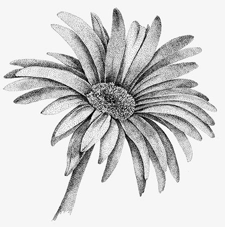 448x452 gerber daisy drawing gerbera leaves related keywords multi use - Gerber Daisy Drawing