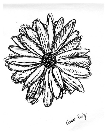 Gerber Daisy Drawing at PaintingValley.com | Explore collection of ...