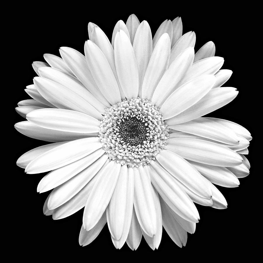 Gerber Daisy Drawing at Explore collection of