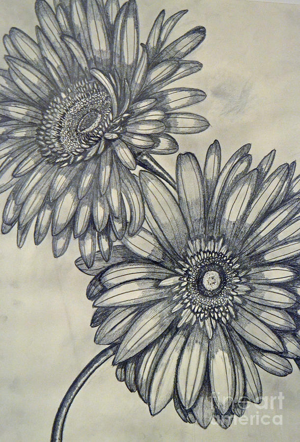 611x900 gerbera daisies drawing - Gerber Daisy Drawing