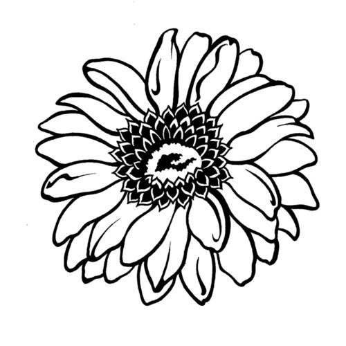 500x500 gerbera daisy coloring pages bullet gerber - Gerber Daisy Drawing