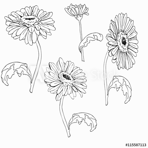 500x500 Gerbera Daisy Or Chamomile Flowers Set Drawn - Gerber Daisy Drawing...