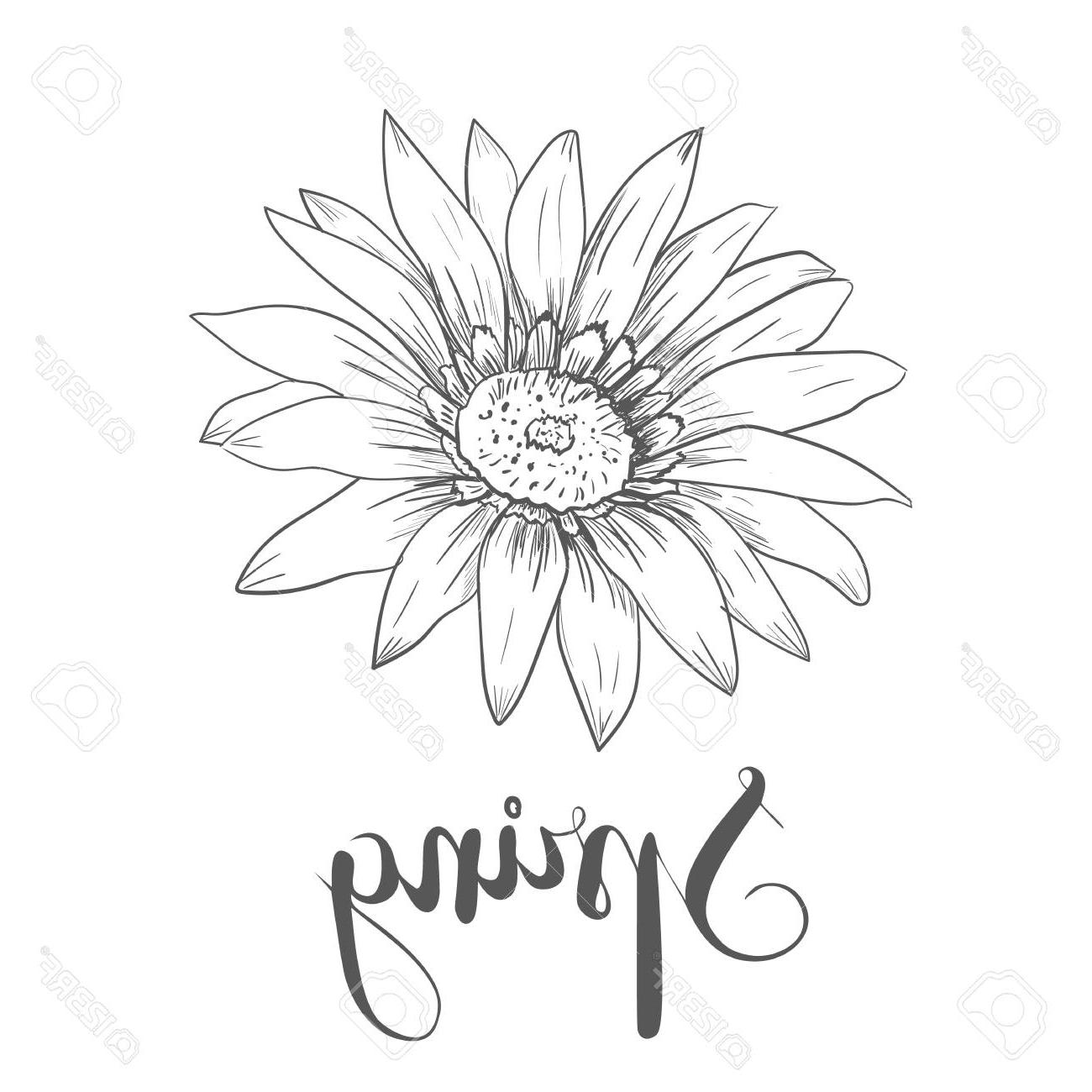 1300x1300 hd hand drawn vector pen and ink illustration of gerbera daisy - Gerber Daisy Drawing