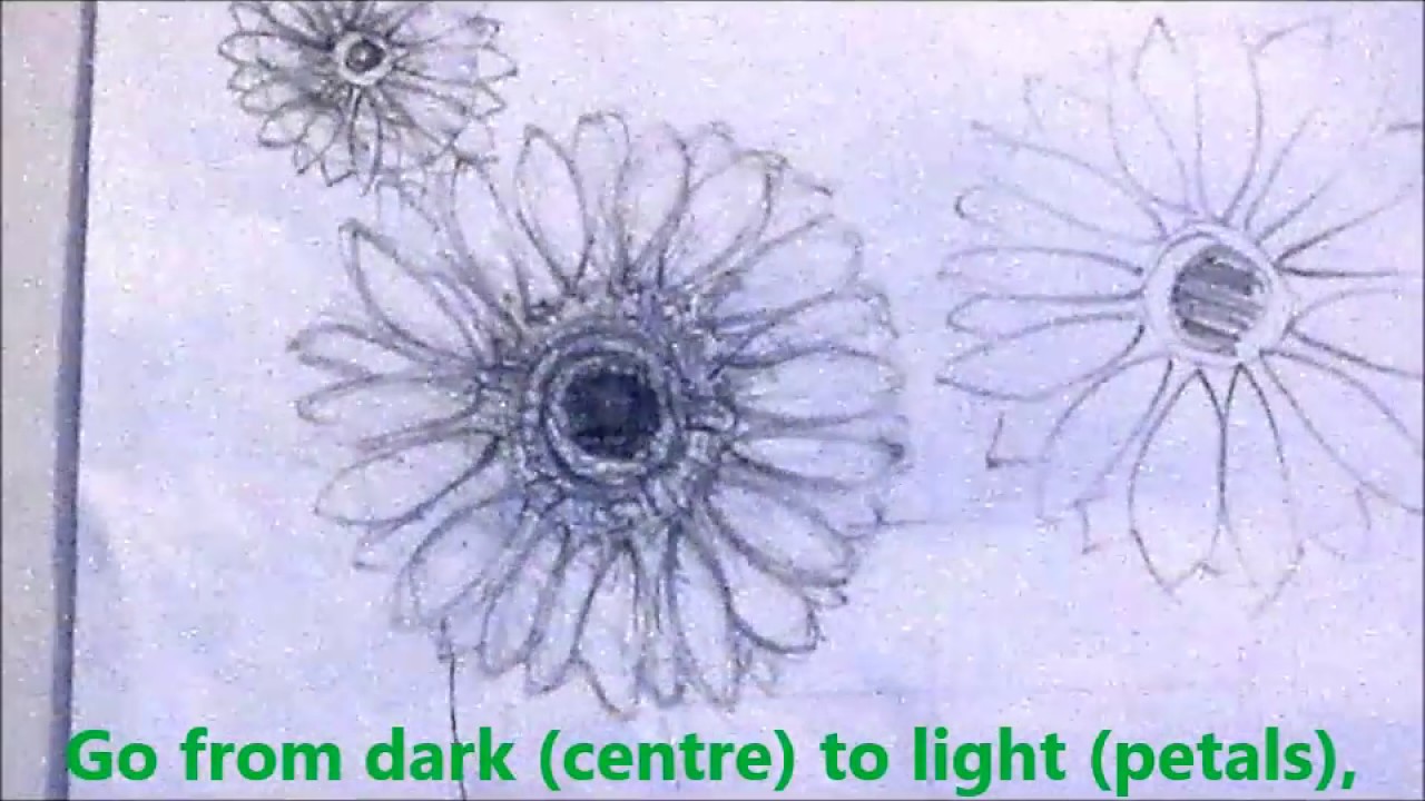 1280x720 how to draw flowers gerbera daisy - Gerber Daisy Drawing