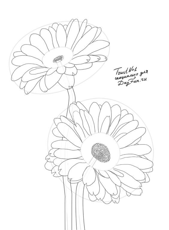 564x768 How To Draw Gerberas Step - Gerber Daisy Drawing