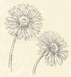 236x255 Huge Collection Of 'gerber Daisy Drawing' Download More Than - Gerber Daisy Drawing