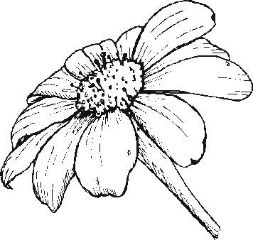 356x338 Gerber Daisy Drawing - Gerber Daisy Drawing