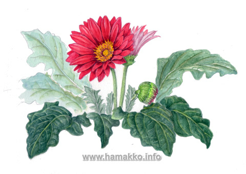 Gerbera Daisy Drawing