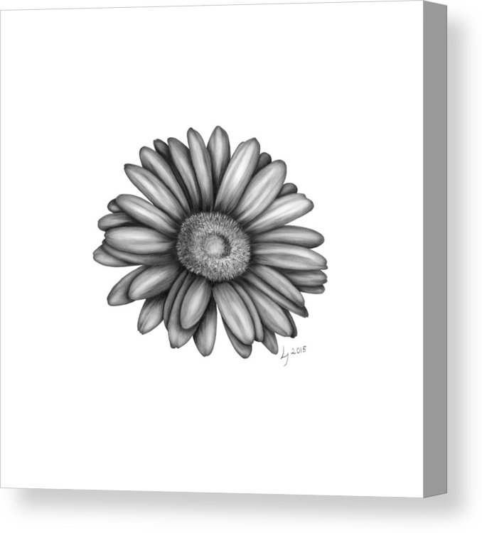 678x750 Gerbera Daisy Canvas Print Canvas Art - Gerbera Daisy Drawing