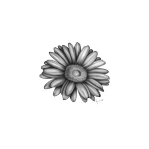300x300 Gerbera Daisy Drawing - Gerbera Daisy Drawing