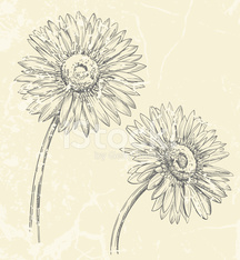 216x234 Gerbera Daisy Drawing Stock Photos - Gerbera Daisy Drawing