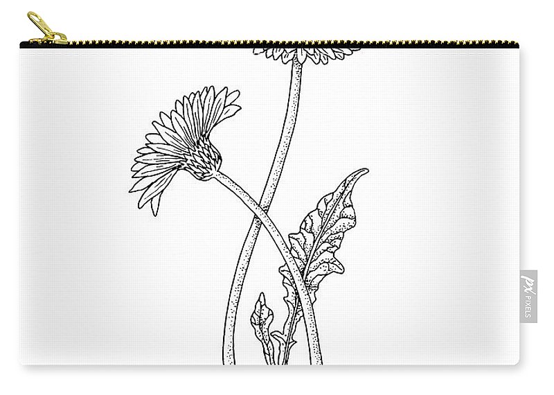800x570 Gerbera Daisy Flower Botanical Drawing Carry All Pouch For Sale - Gerbera Daisy Drawing