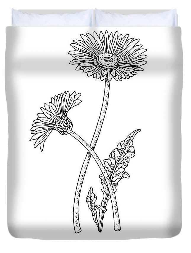 645x853 gerbera daisy flower botanical drawing duvet cover for sale - Gerbe...